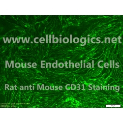 C57BL/6 Mouse Primary Pulmonary Artery Endothelial Cells